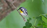 Yellow-throated Warbler